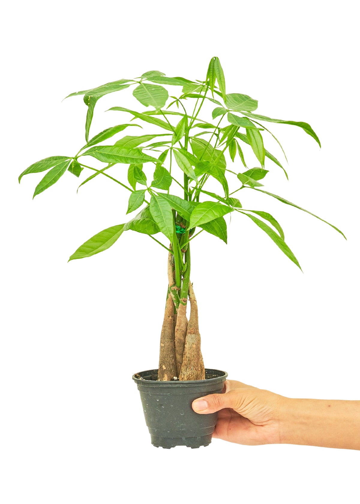 Braided Money Tree, Small