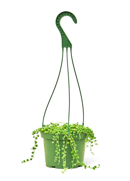 String of Pearls, Medium